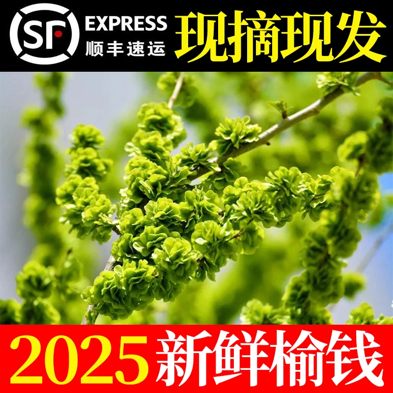 榆钱新鲜2025现摘河南春天应季野菜榆钱窝窝头新鲜榆钱儿顺丰包邮