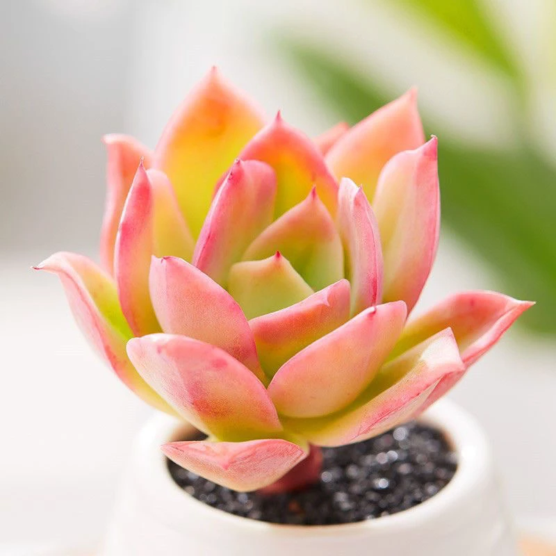 乔伊多肉植物（脱土发货）阳台露台办公室绿植植新手好养