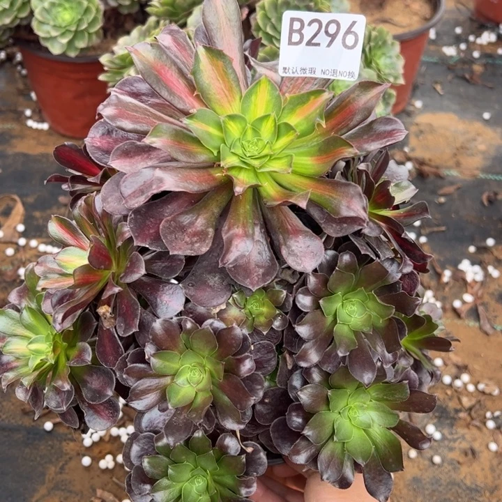 花纳微瑕多肉植物296.