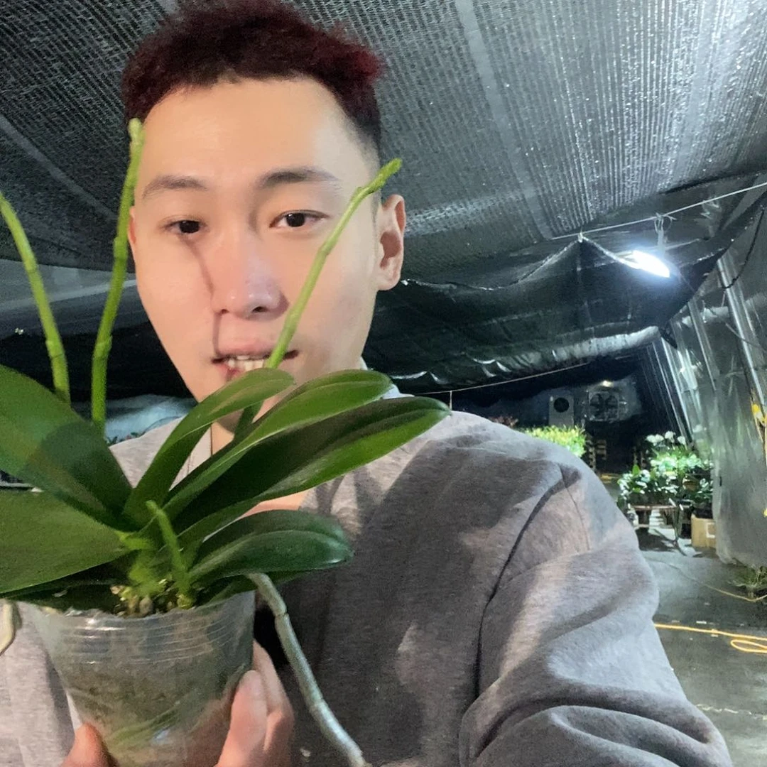 无花朵白天鹅4花剑