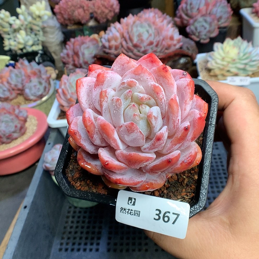 367梦露多肉植物6636