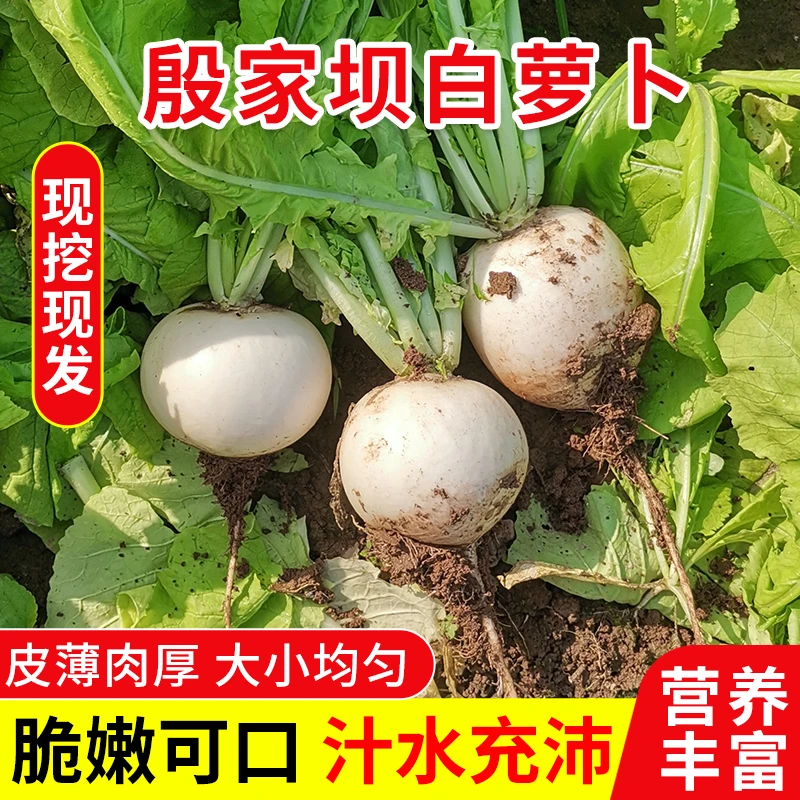 【新品推荐】重庆云龙殷家坝白萝卜 新鲜梁平春不老脆嫩化渣爽口