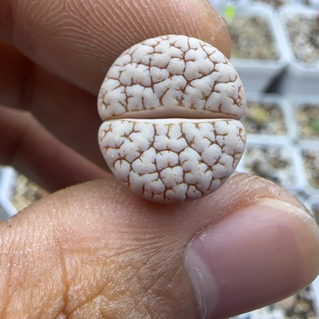 208 生石花大棚直播