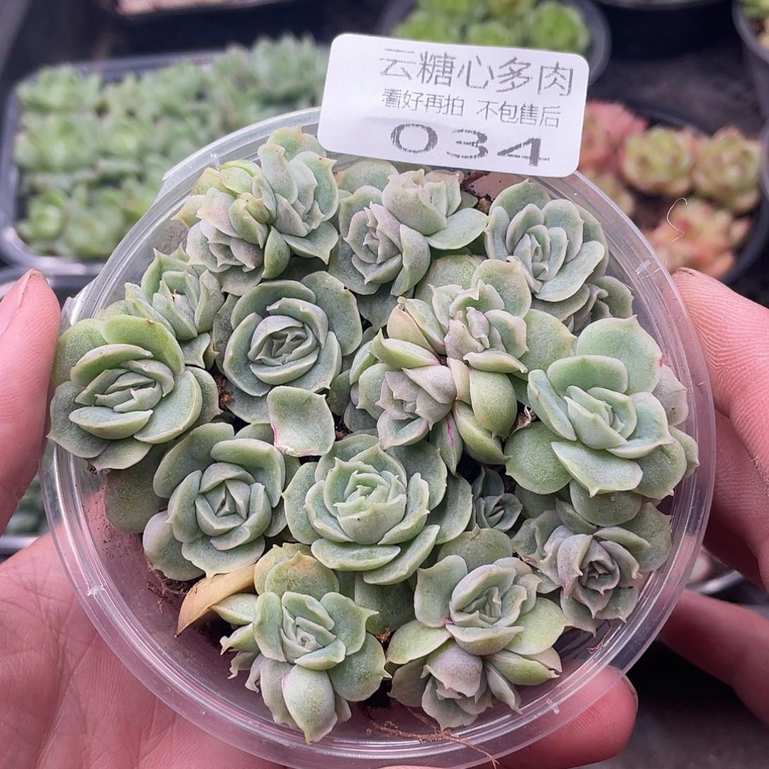 云糖心多肉植物34