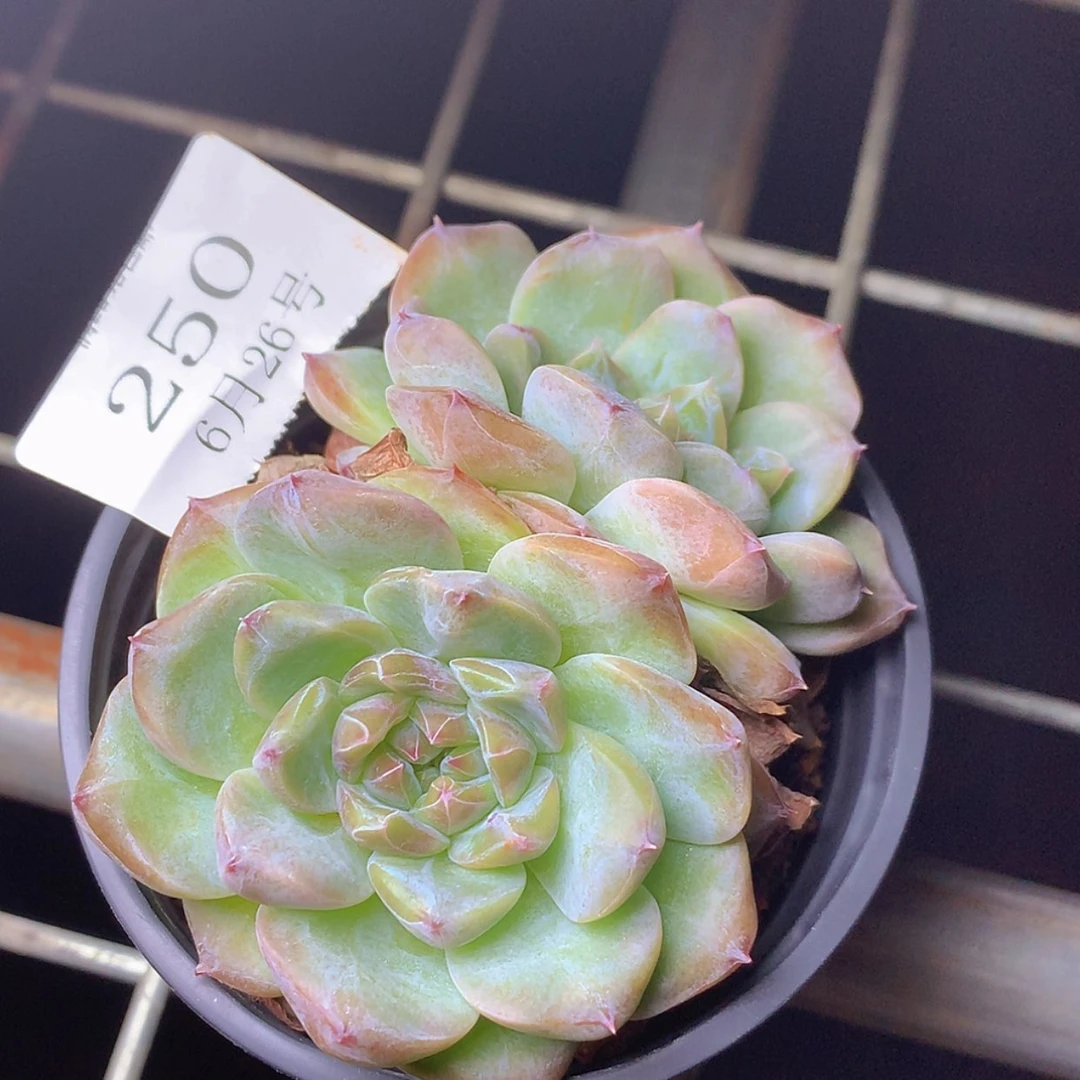 【闪购商品】云250号