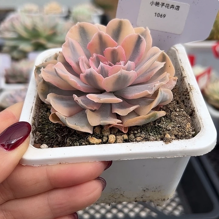 1069利比里亚锦多肉植物