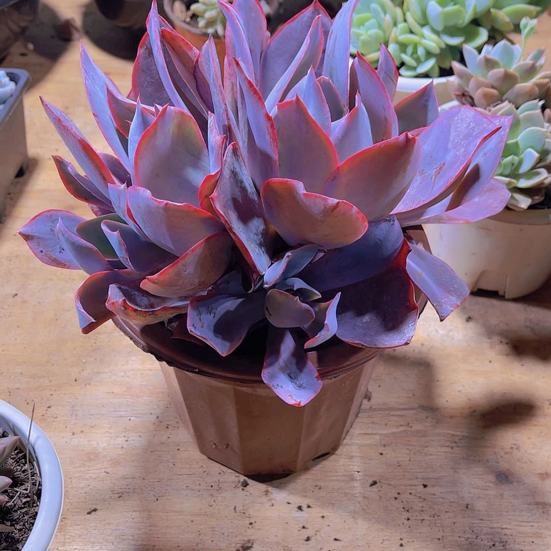 心*000000000000000364