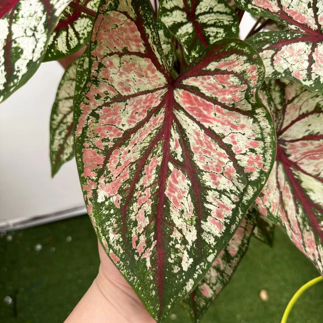 【大织锦】彩叶芋锦化进口超大球根室内桌面阳台好养热植