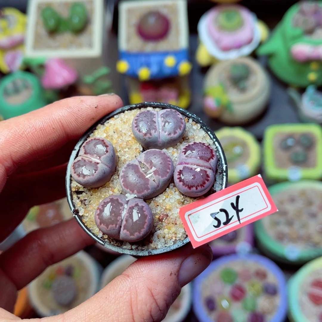 524生石花带盆发