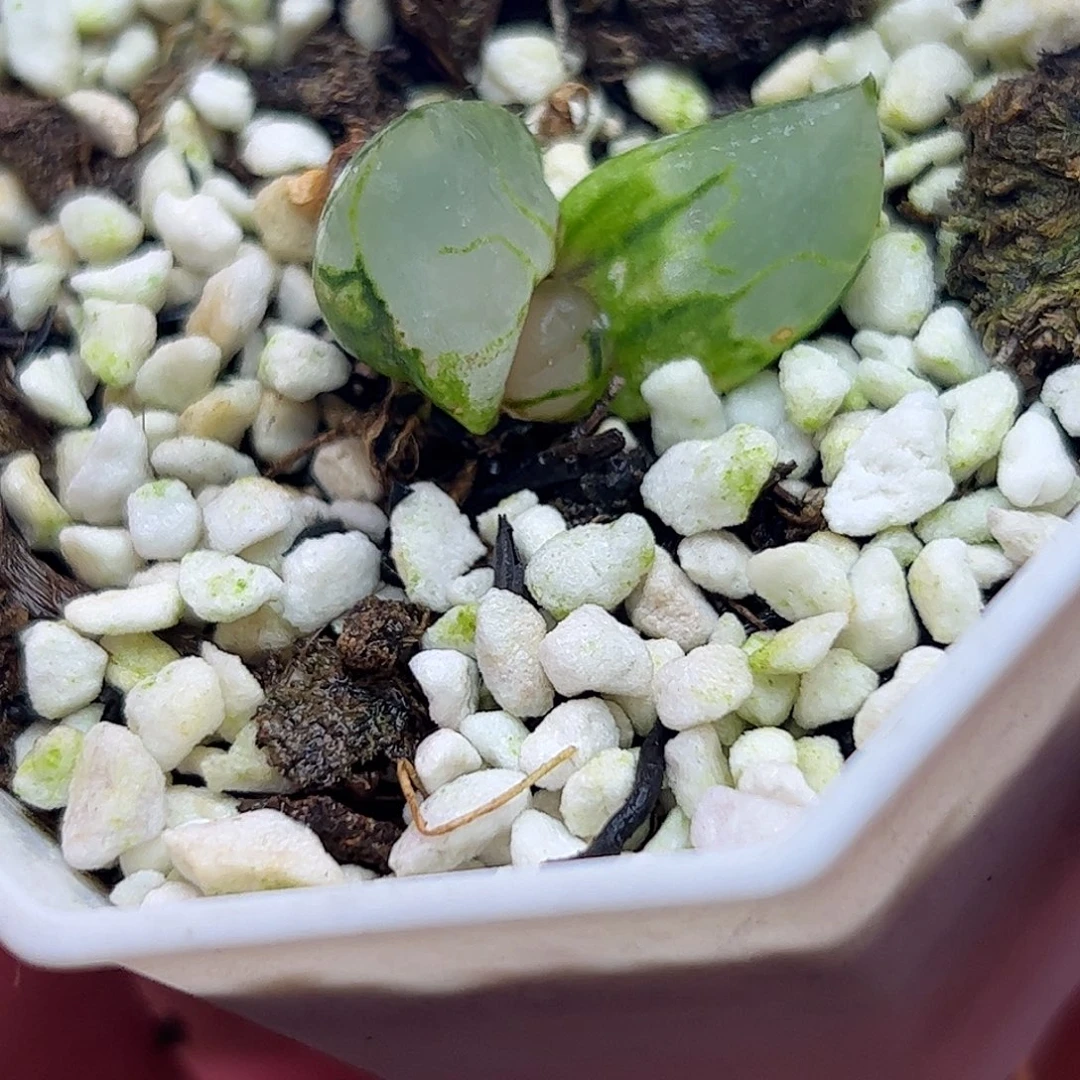 冰皇十二卷多肉植物