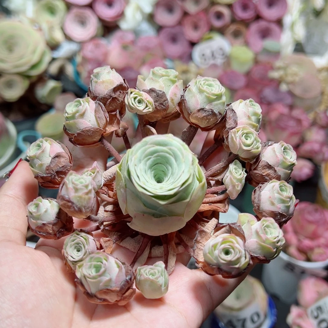 516水蜜桃飘枝手捧花。