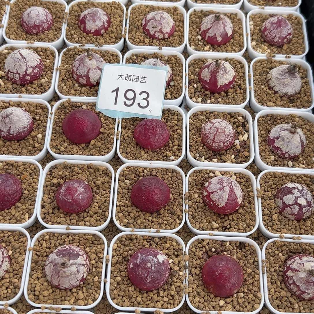 0000193量拍大灯泡2颗尺寸2.0脱土发