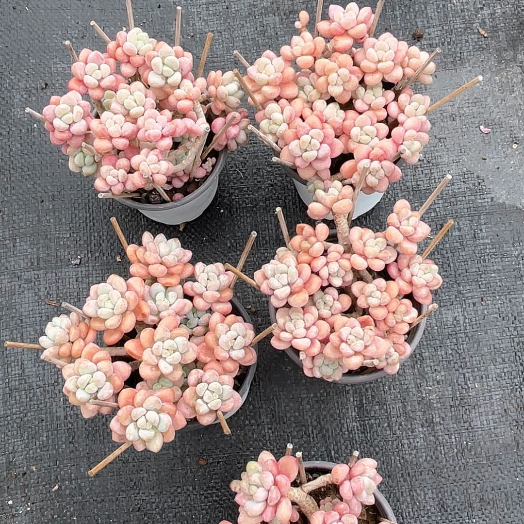 鱼子酱整群带盆发货