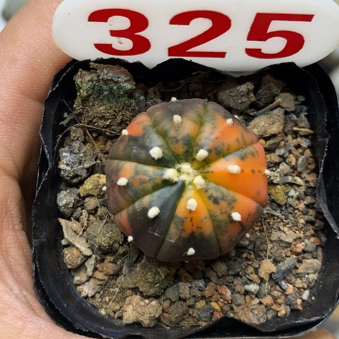 325福利特价来了哦吼吼