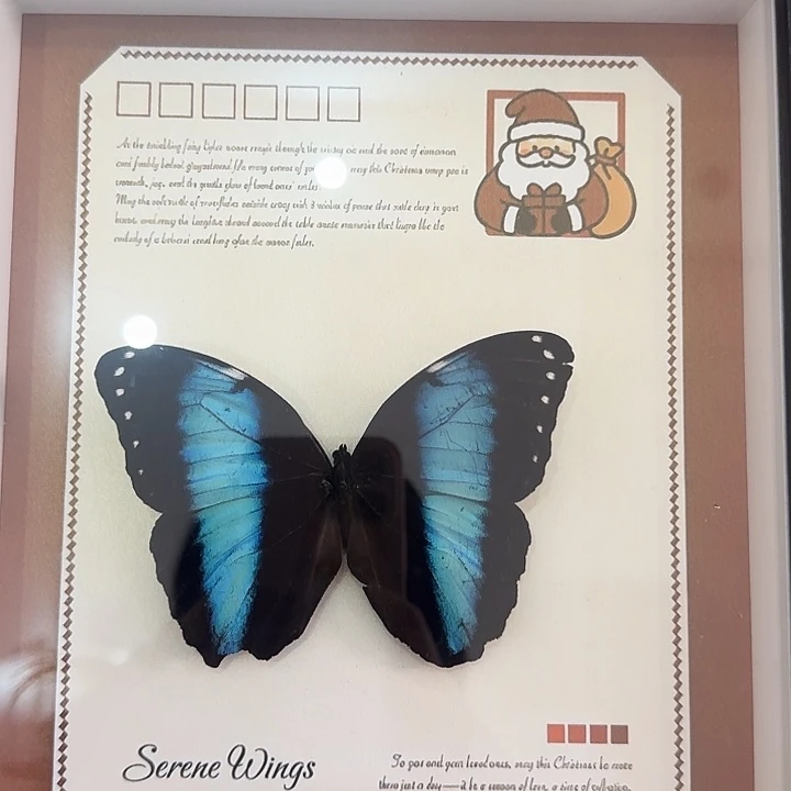 135蝴蝶大框蝴蝶微瑕