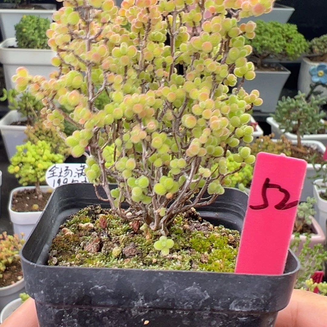 52号链接蜜橘6.5厘米盆