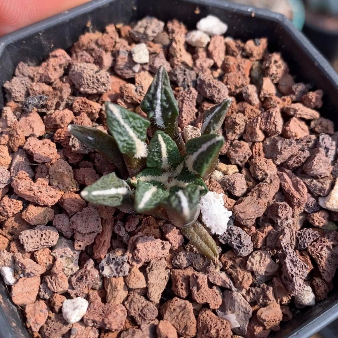 孤品实生大尤黑牡丹2.5cm仙人球