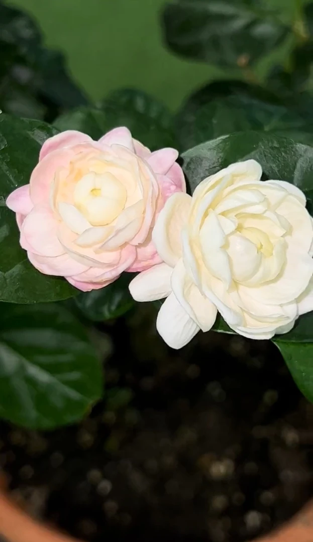 圆叶宝珠茉莉花，浓香型、好养活、花大朵、花期长直播间一物一拍