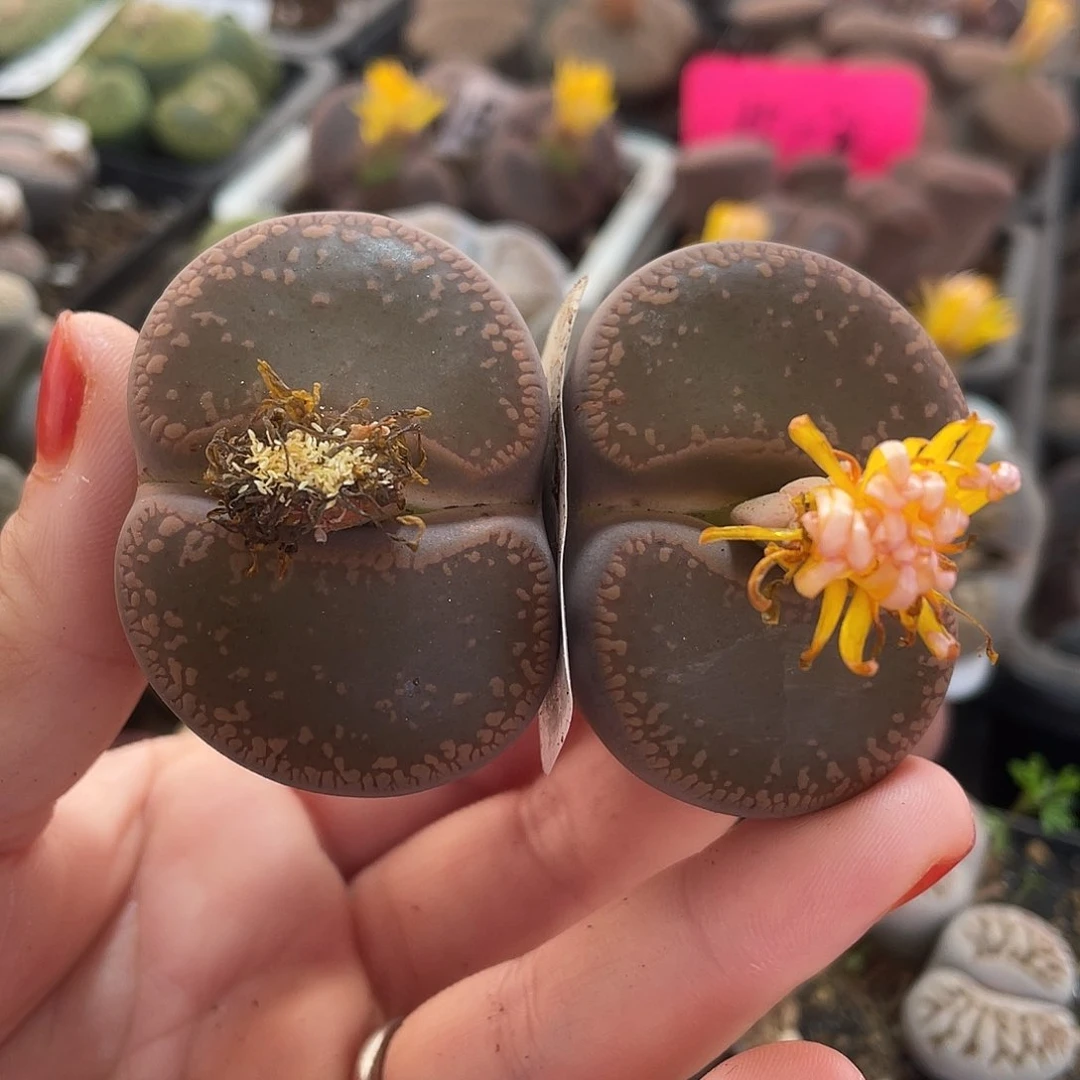 生石花一颗2头061