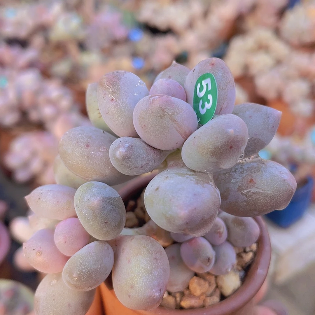 溜溜球 多肉植物群生