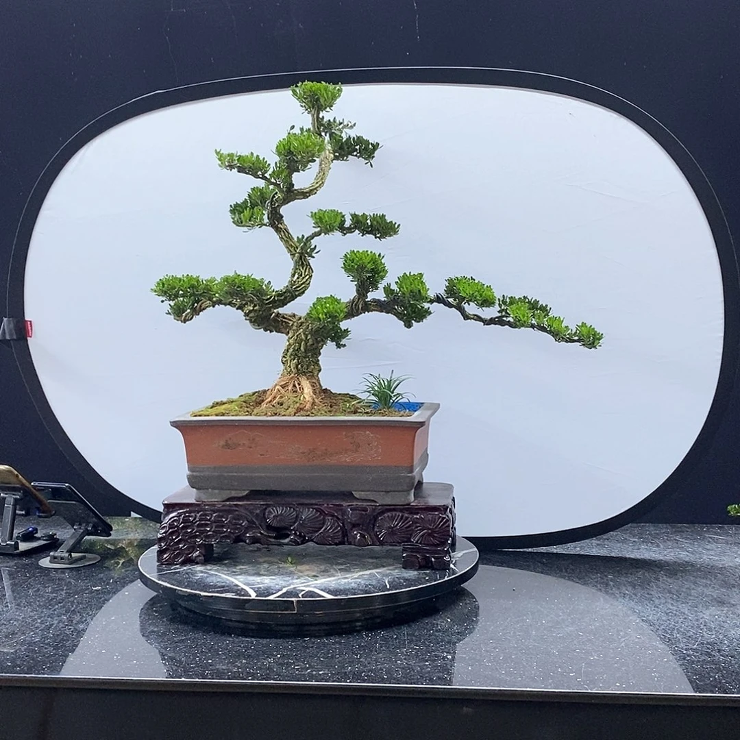 无花朵黄杨盆景艺术