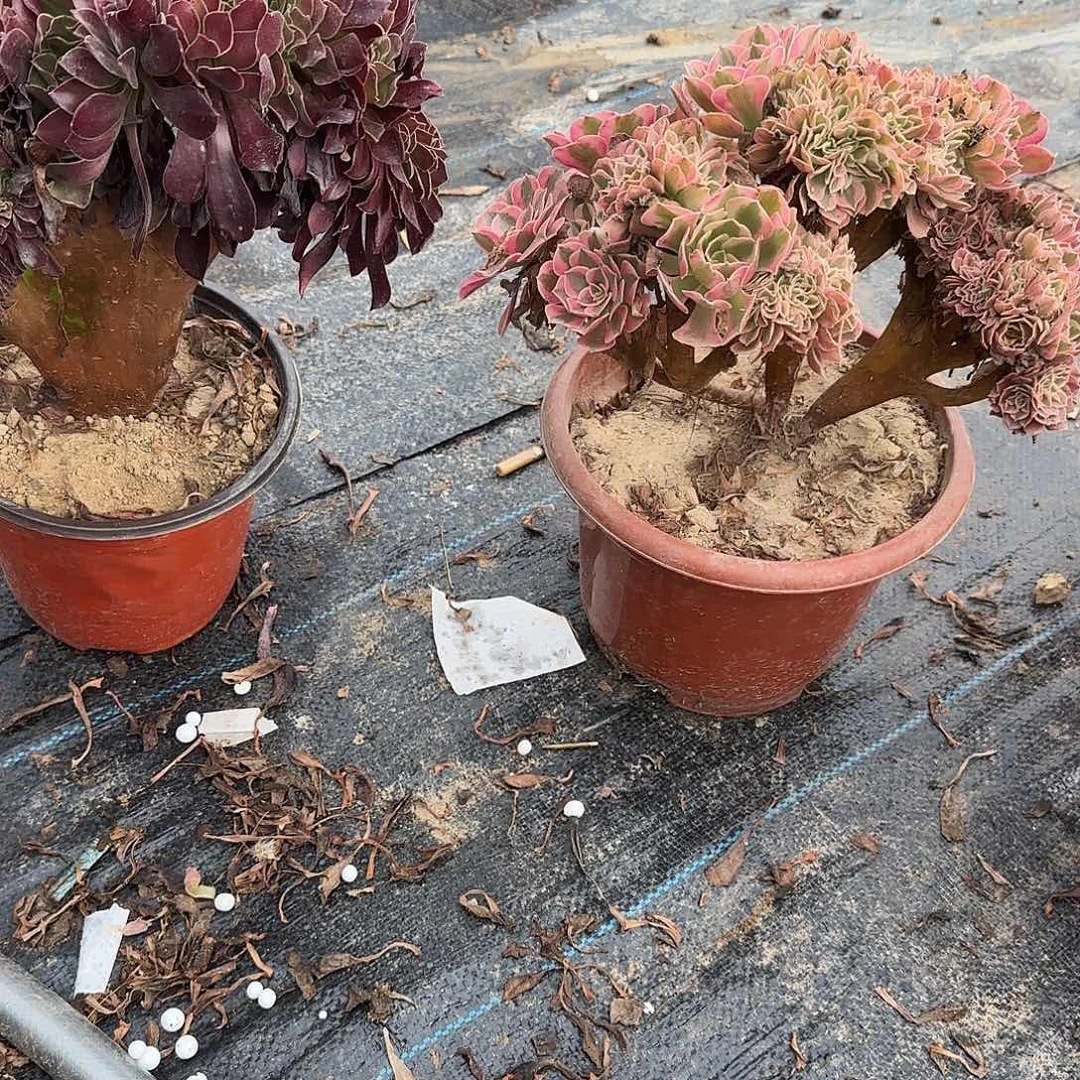 鼠****女巫欧紫咯哦哦哦呃呃