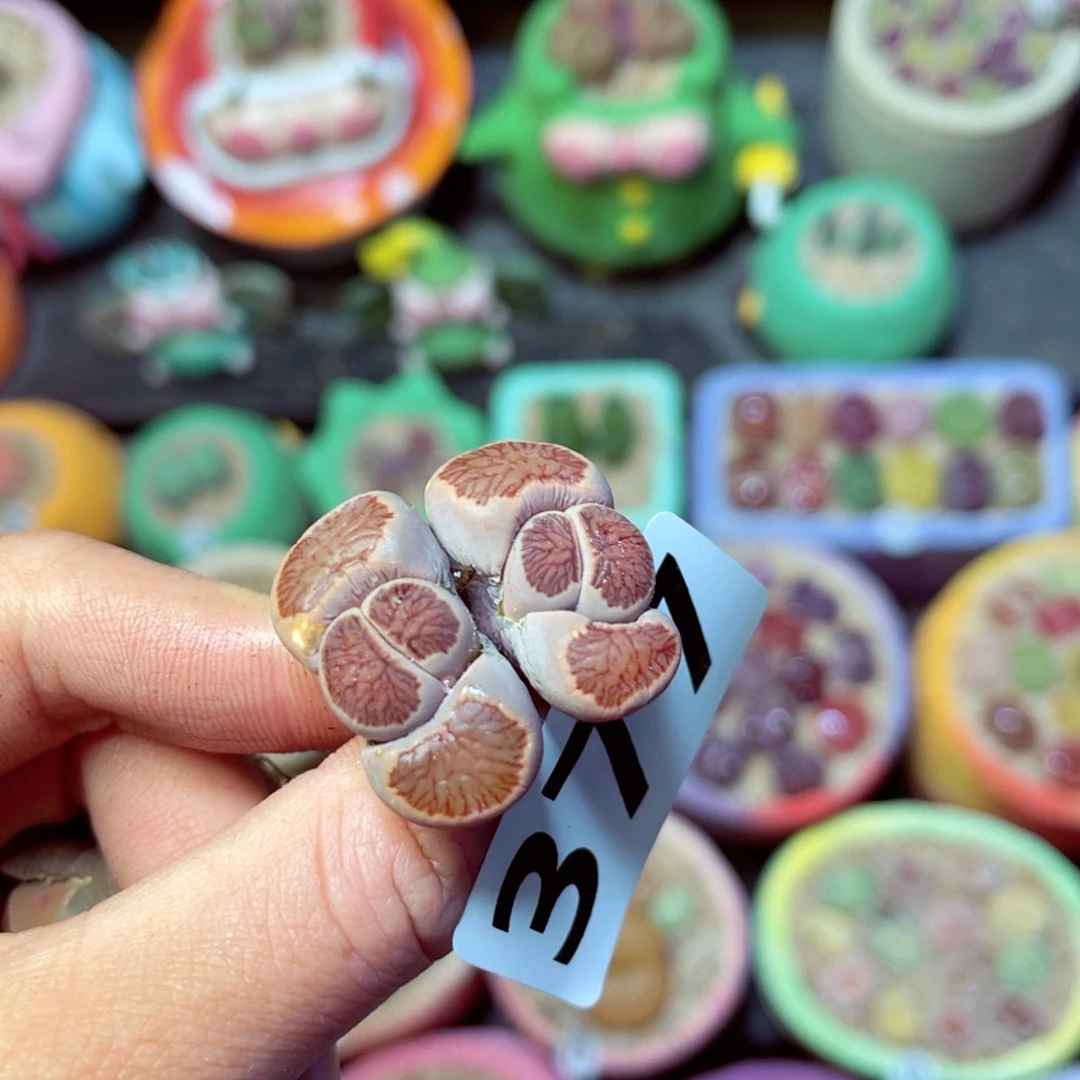 377生石花带盆发