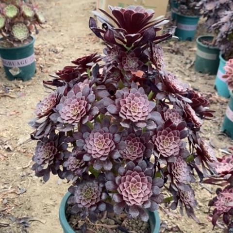 黑桐多肉植物036