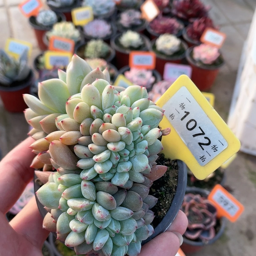 【闪购商品】1072号