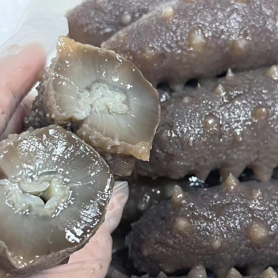 西海原鲜营养即食海参中秋滋补0添加底播野生海参熟化鲜冻空运