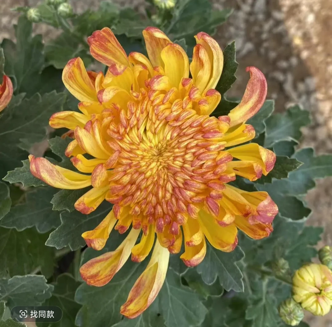 九月菊【金绣球】大花富贵菊 盆栽庭院好养活