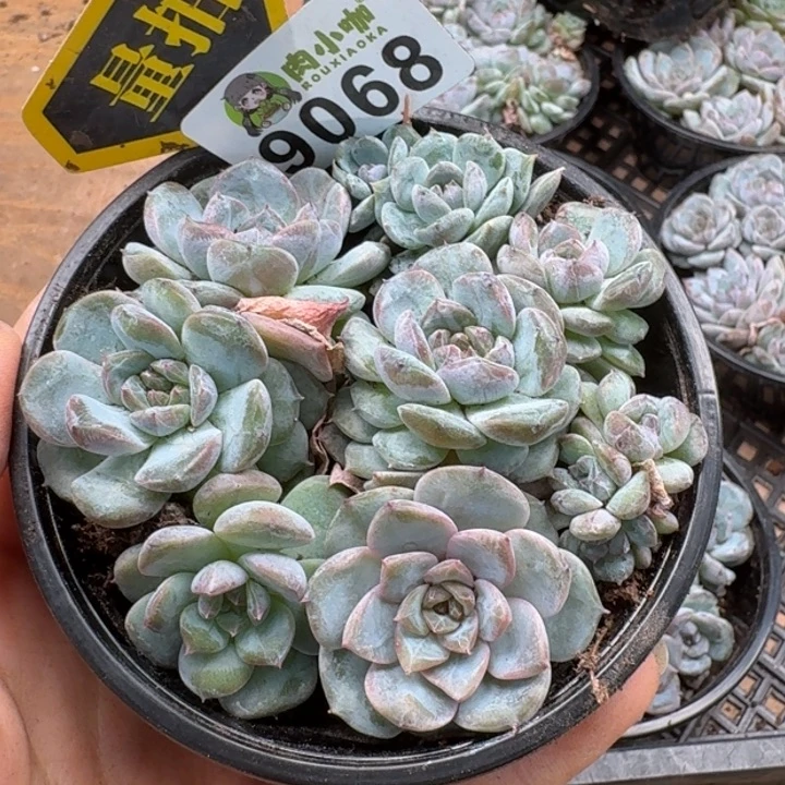 当前无花朵，栽培后可花朵多肉植物多肉植物