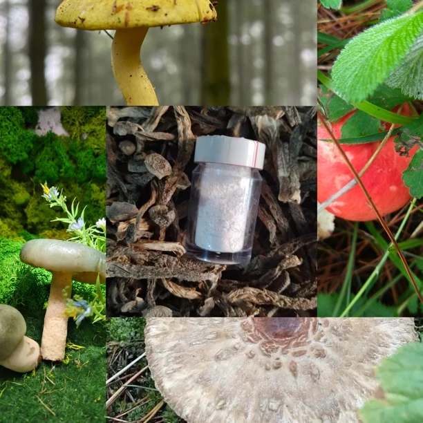 【土特产菇Z43X12】净含量4g