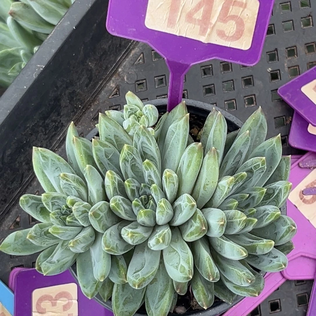 多肉植物雪花美人145