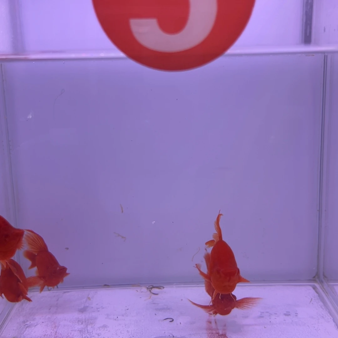 红剑鱼w****8高鳍红箭球