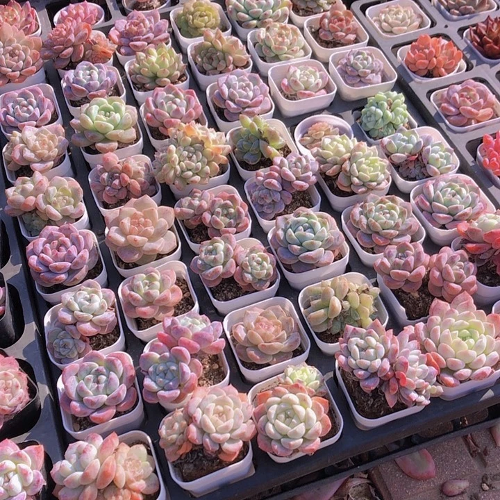 小***师小九多肉。山东潍坊