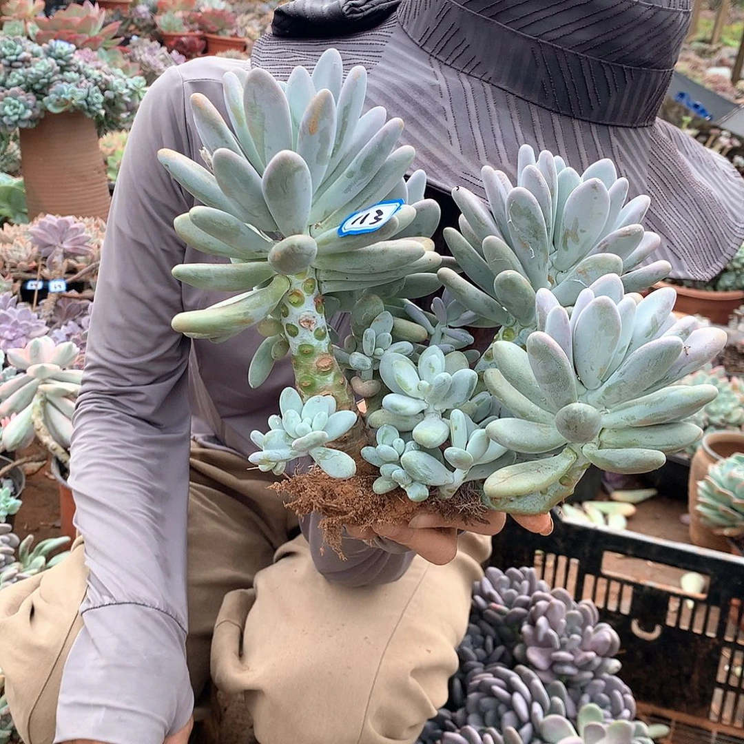 半****113 月美人一物一拍多肉