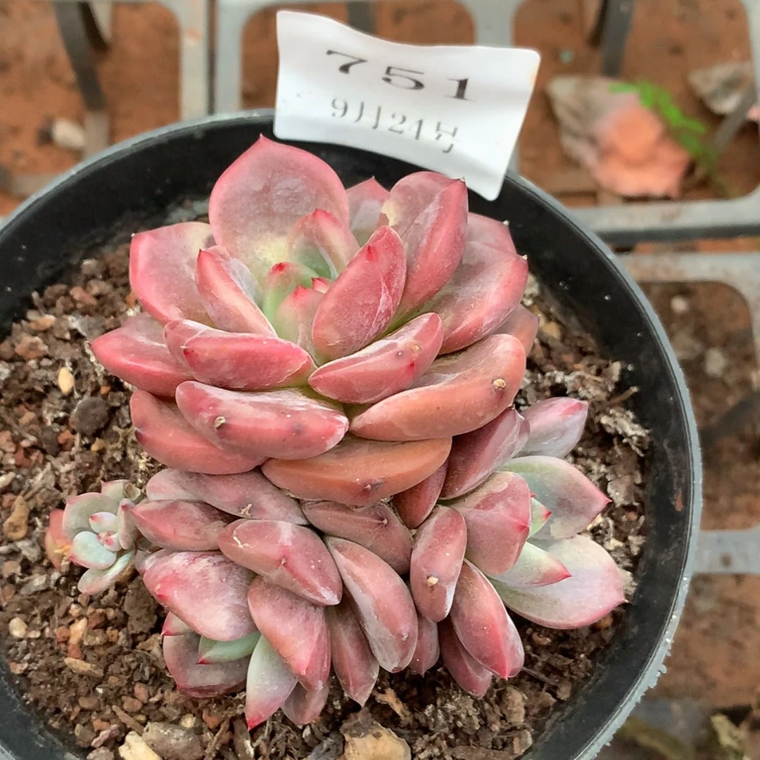 【闪购商品】云751号香槟杂3头