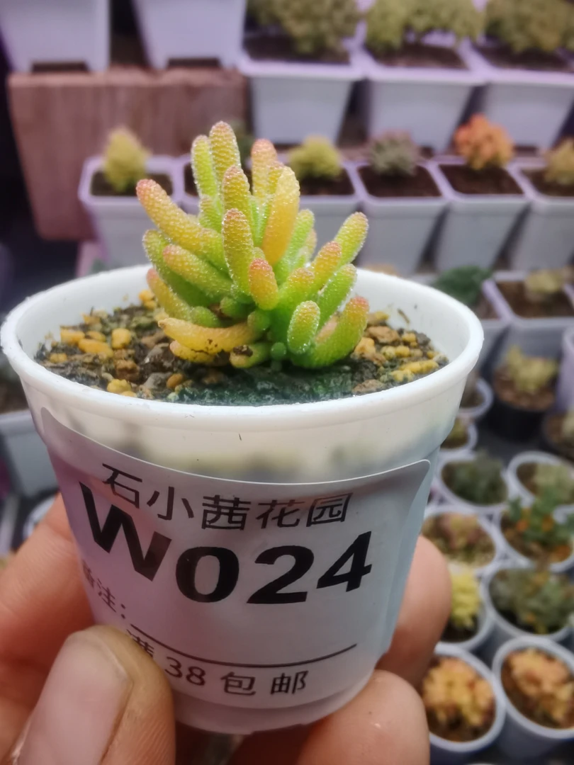 折后多肉植物枝干番杏米冰