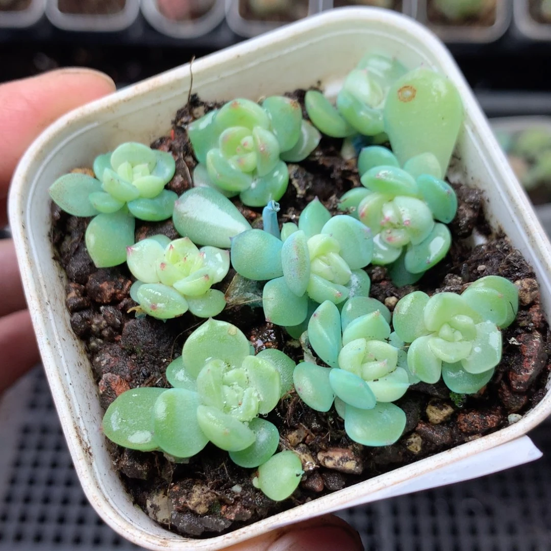 无花朵S46。 浮翠yyyyyy