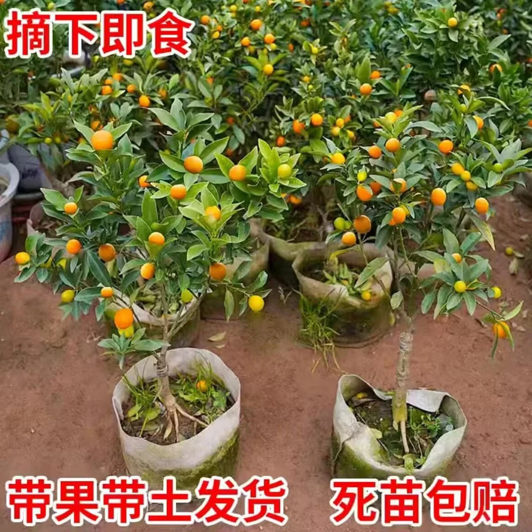 带果金桔盆栽树苗可庭院阳台种植四季观赏佳品金桔树盆栽