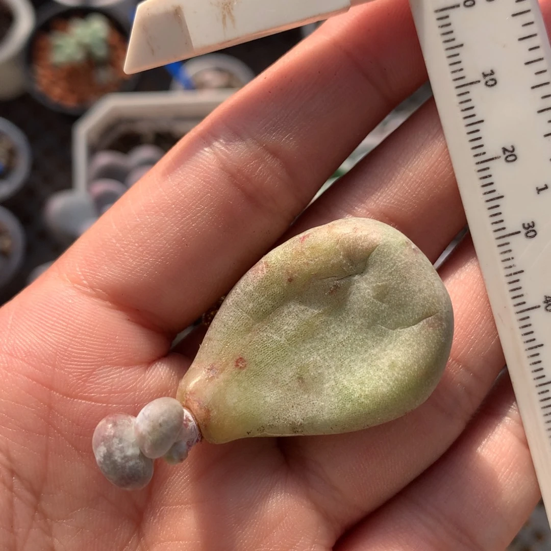 福利无售后油煎多肉植物