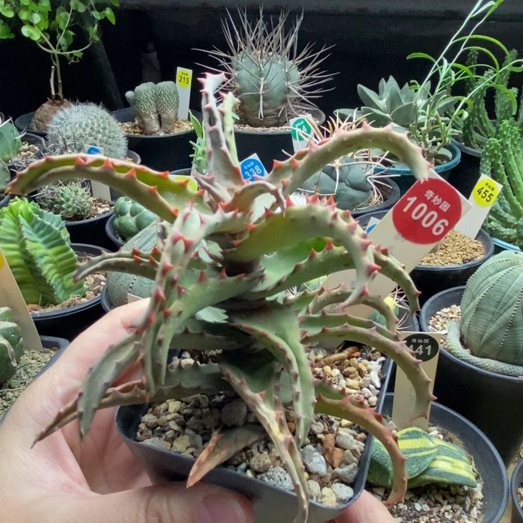 卡萨帝一棵仙人球