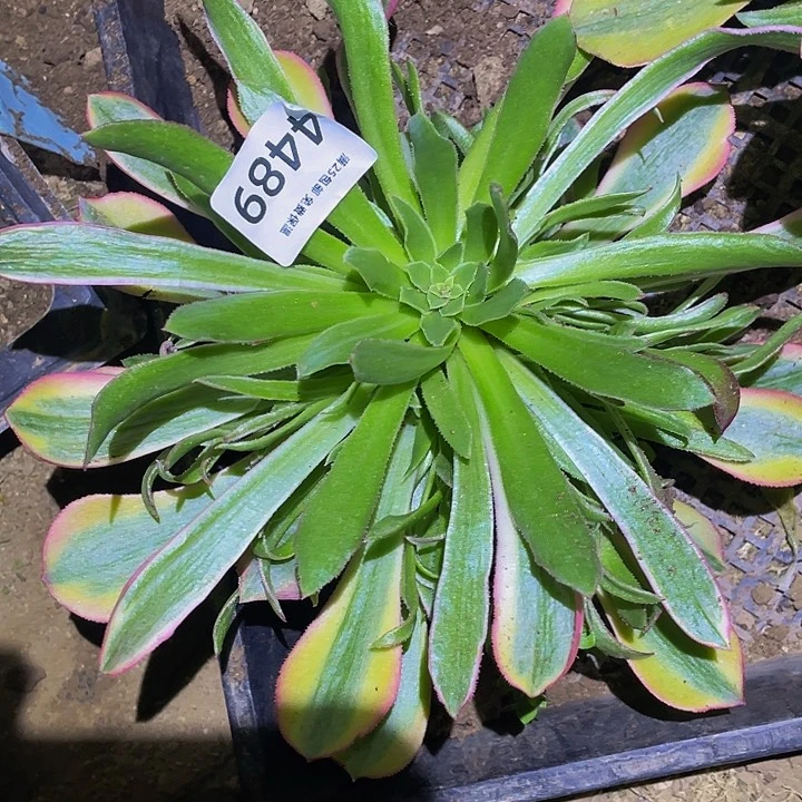 4489黄光辉多肉植物