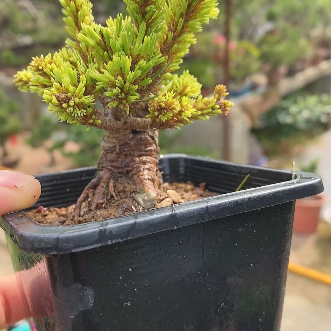 【闪购商品】无花朵