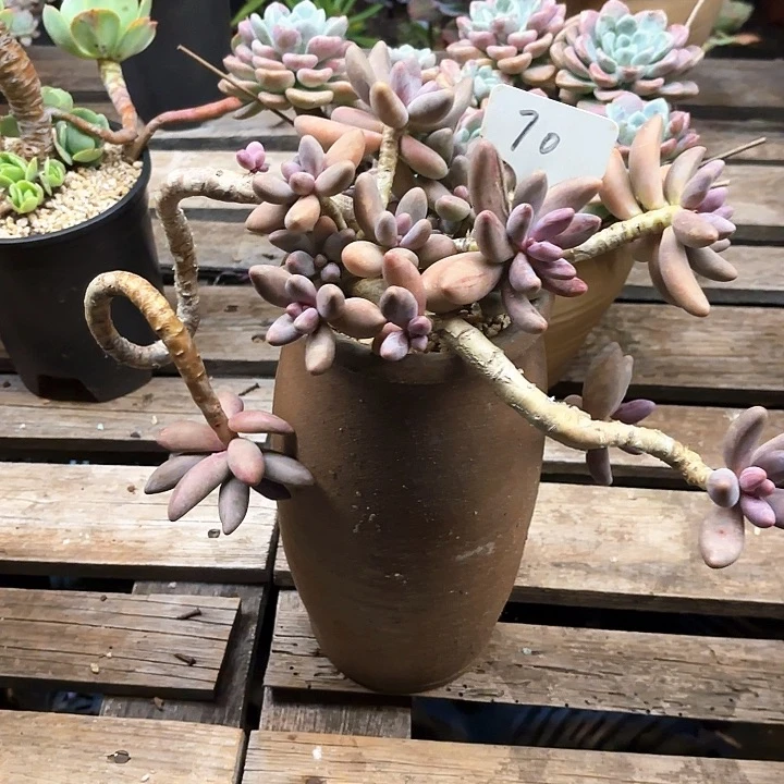 多肉植物，红手指70号