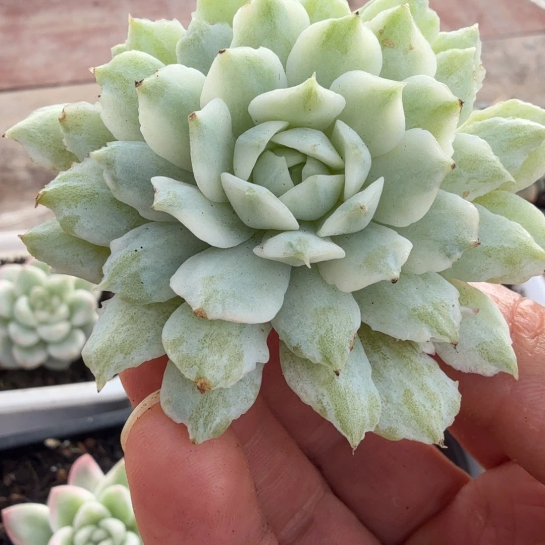 静夜锦多肉锦景天