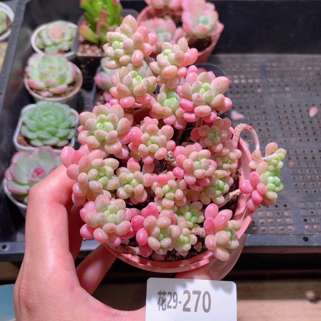 花利美29-270洛可可