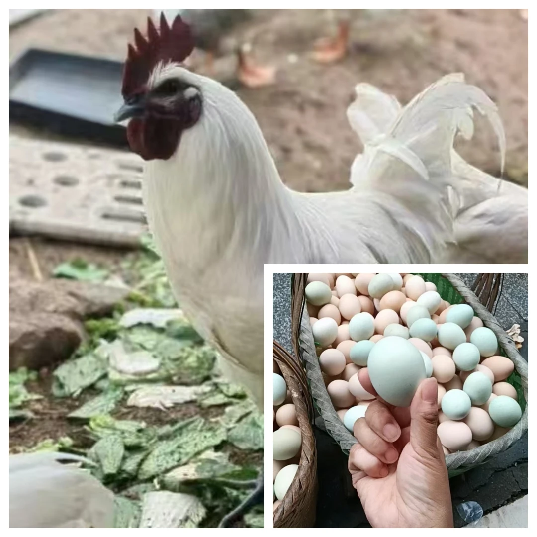 散养雪峰山绿壳鸡蛋富硒新鲜健康来自乡野的美味鸡蛋