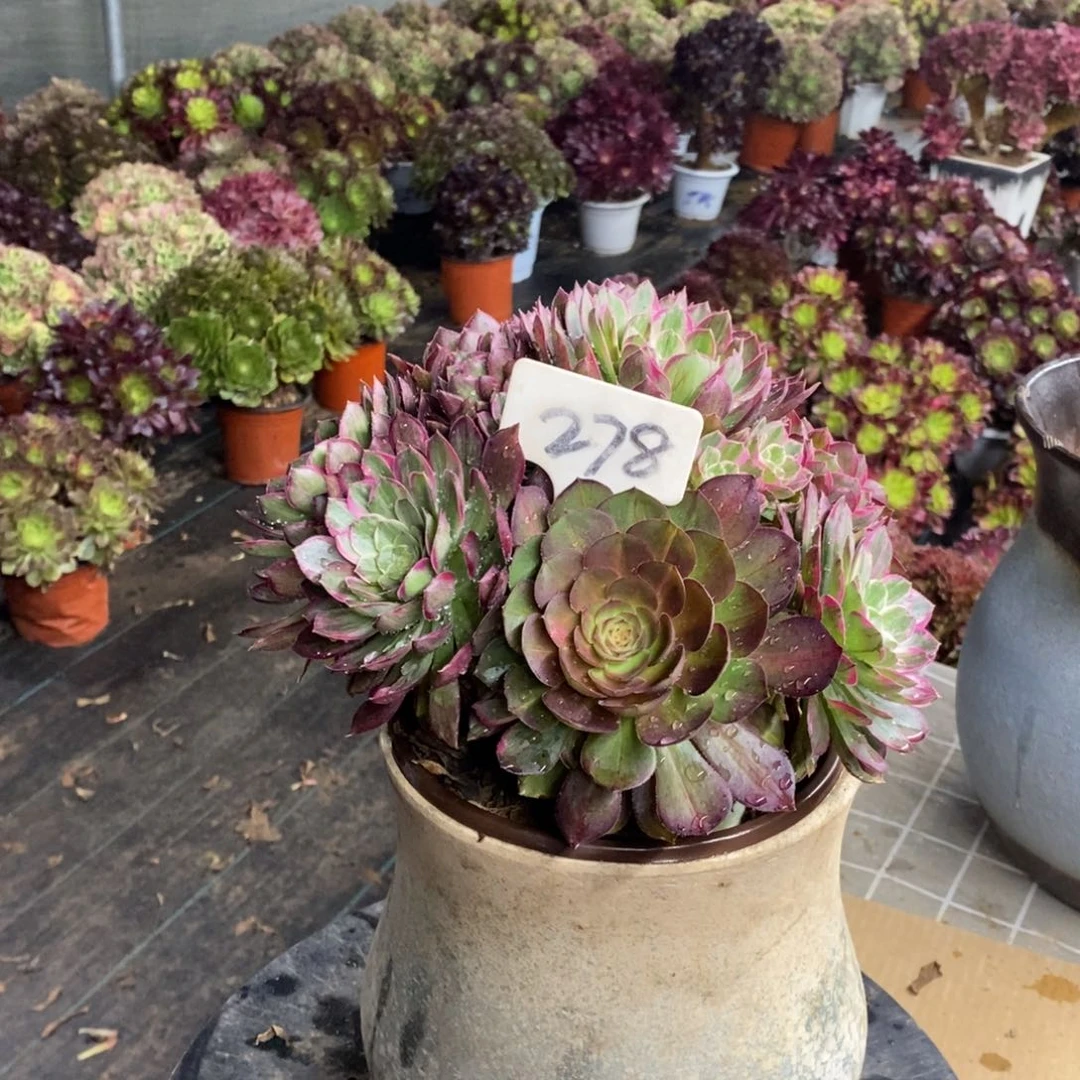 红陶278莲花座法师